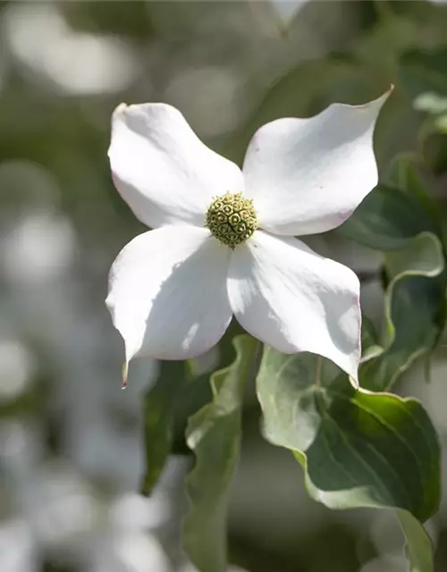 Cornus kousa 'Cappuccino'®