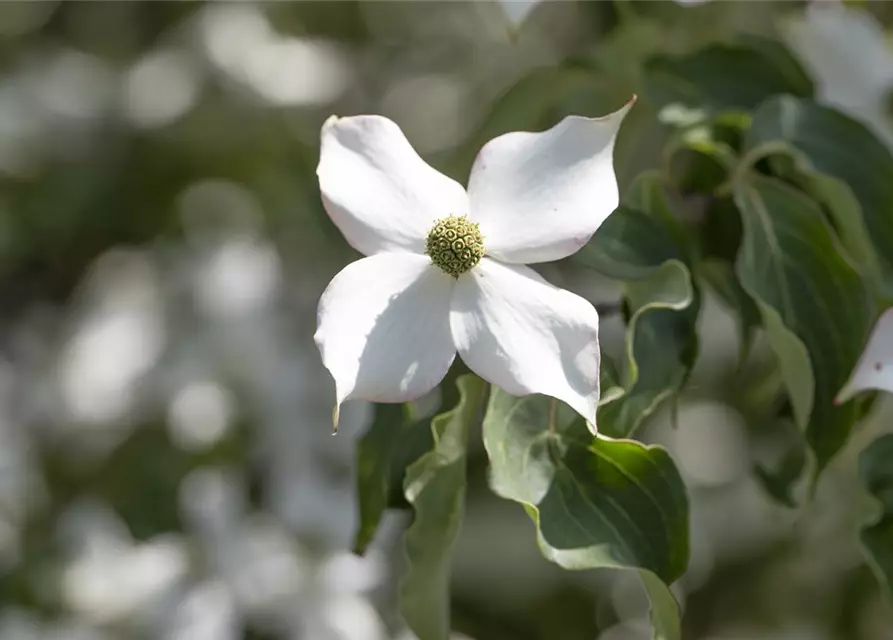 Cornus kousa 'Cappuccino'®