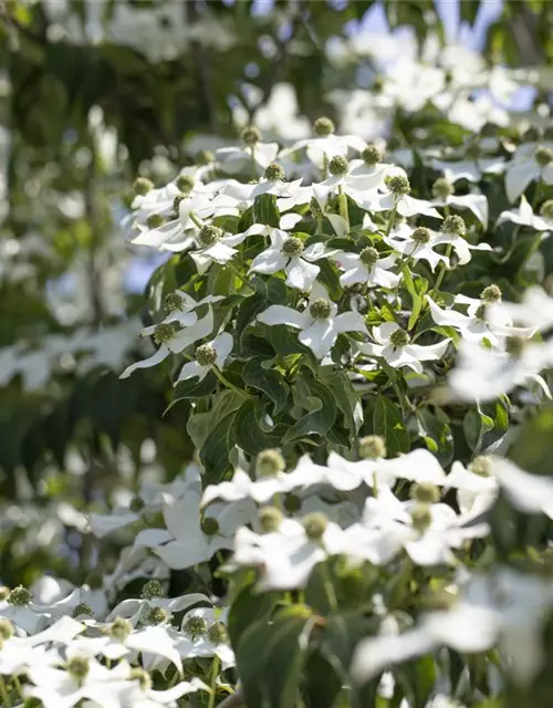 Cornus kousa 'Cappuccino'®