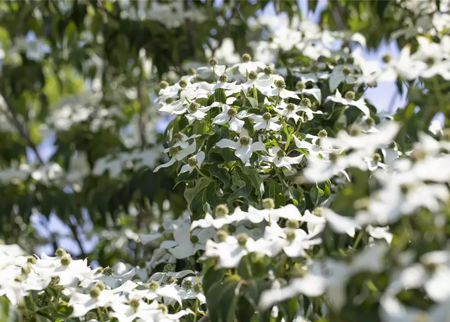 Cornus kousa 'Cappuccino'®