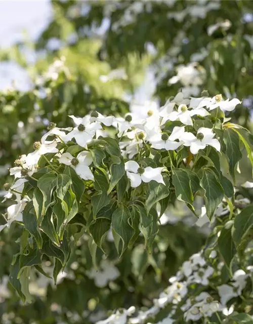 Cornus kousa 'Cappuccino'®