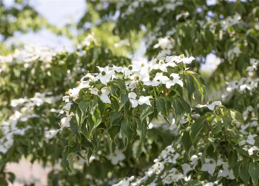 Cornus kousa 'Cappuccino'®