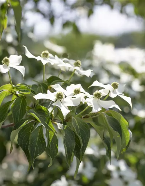 Cornus kousa 'Cappuccino'®