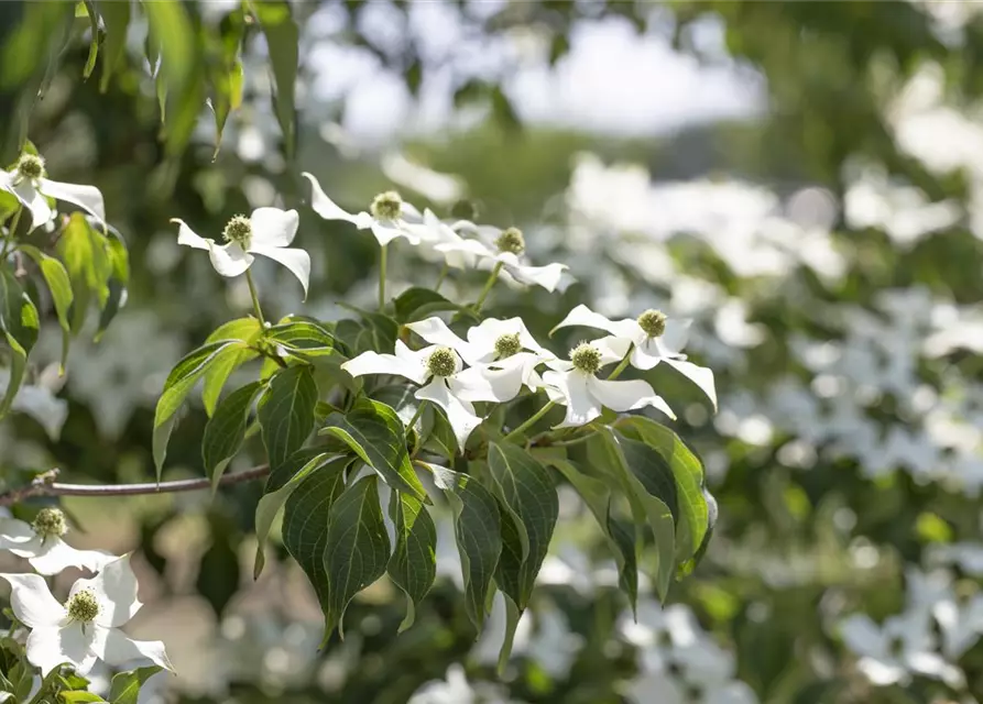 Cornus kousa 'Cappuccino'®