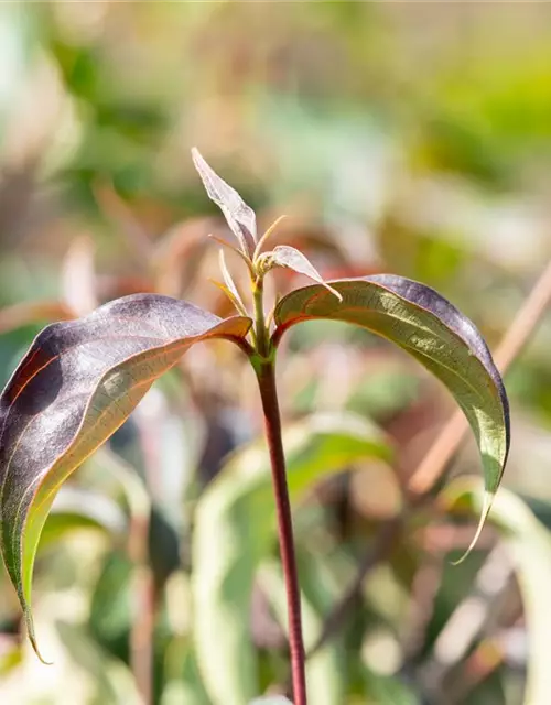 Cornus kousa 'Cappuccino'®