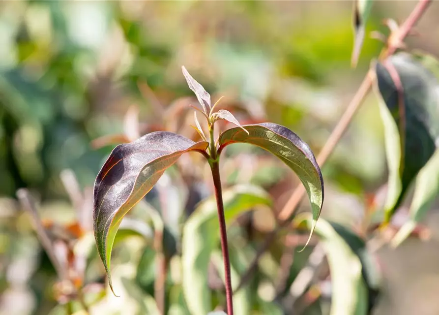 Cornus kousa 'Cappuccino'®