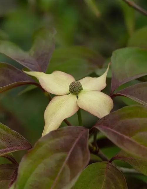 Cornus kousa 'Cappuccino'®