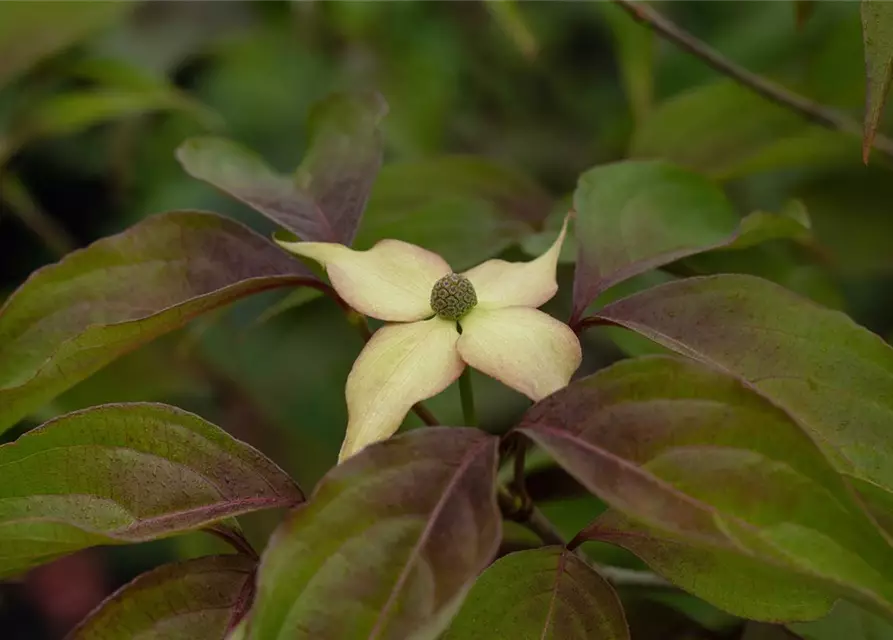 Cornus kousa 'Cappuccino'®