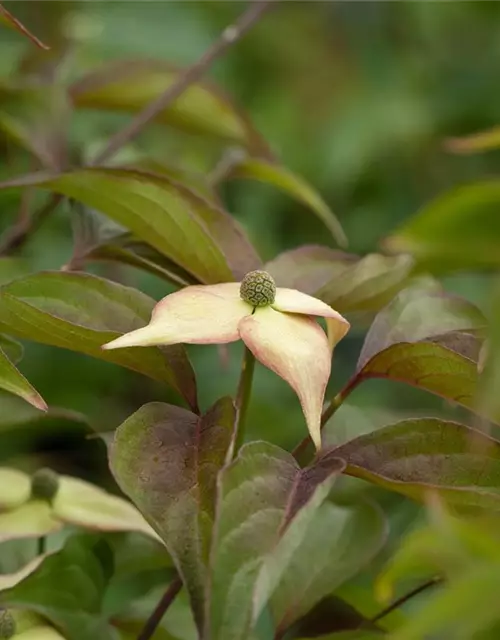 Cornus kousa 'Cappuccino'®