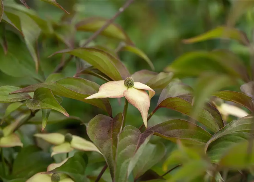 Cornus kousa 'Cappuccino'®