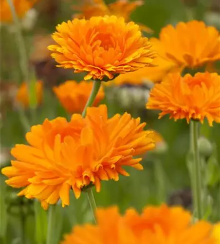 Calendula officinalis