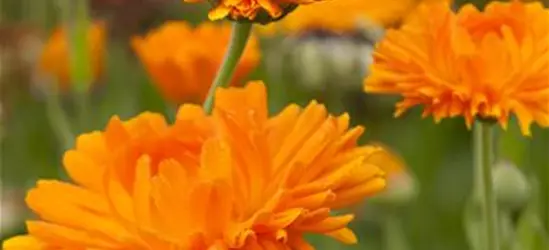 Calendula officinalis