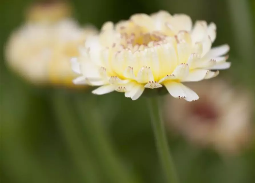 Calendula officinalis