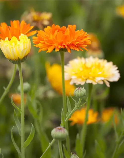 Calendula officinalis