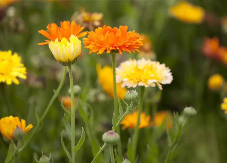 Calendula officinalis