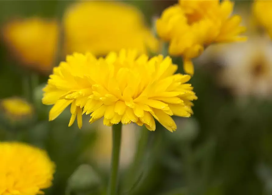 Calendula officinalis