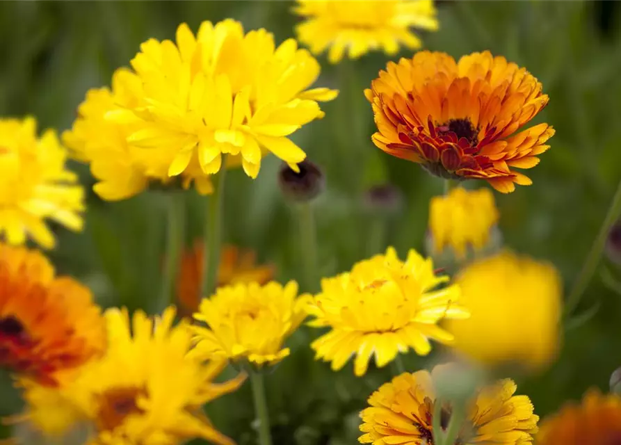 Calendula officinalis