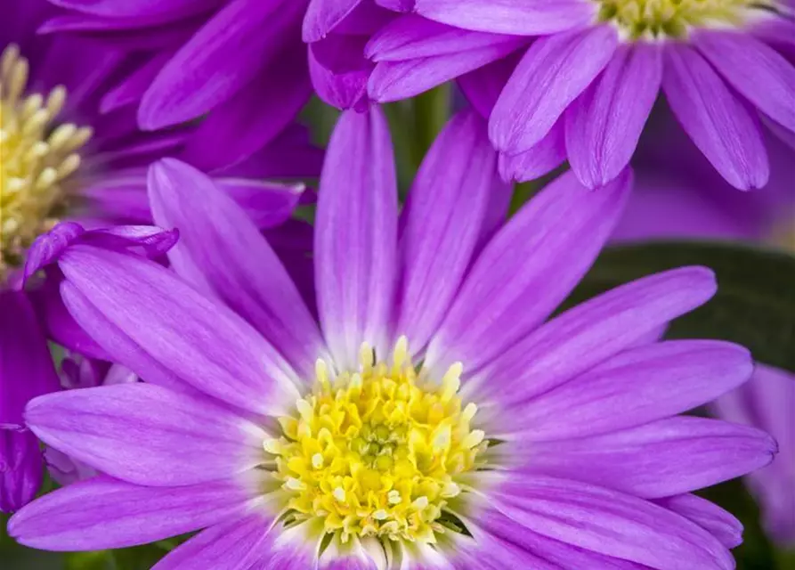 Aster novi-belgii