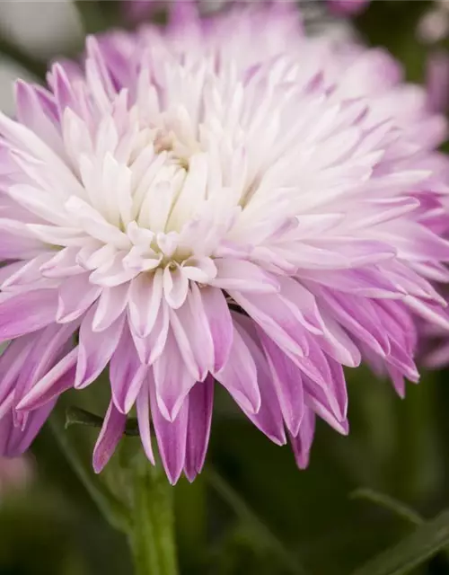 Aster novi-belgii, rosa