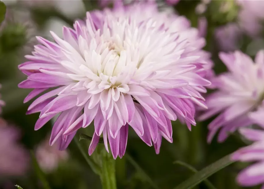 Aster novi-belgii, rosa