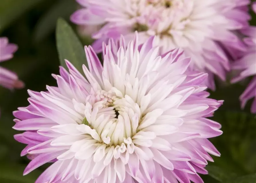 Aster novi-belgii