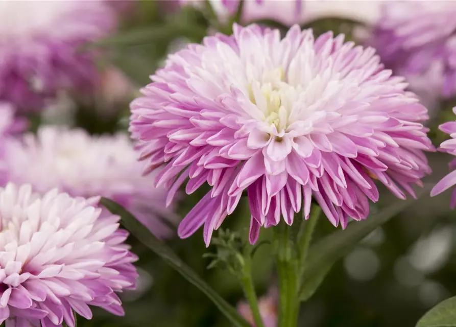 Aster novi-belgii