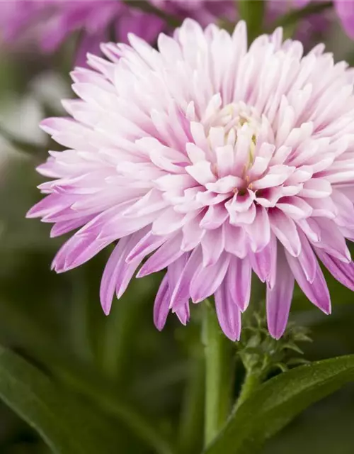 Aster novi-belgii, rosa