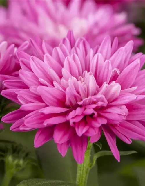 Aster novi-belgii