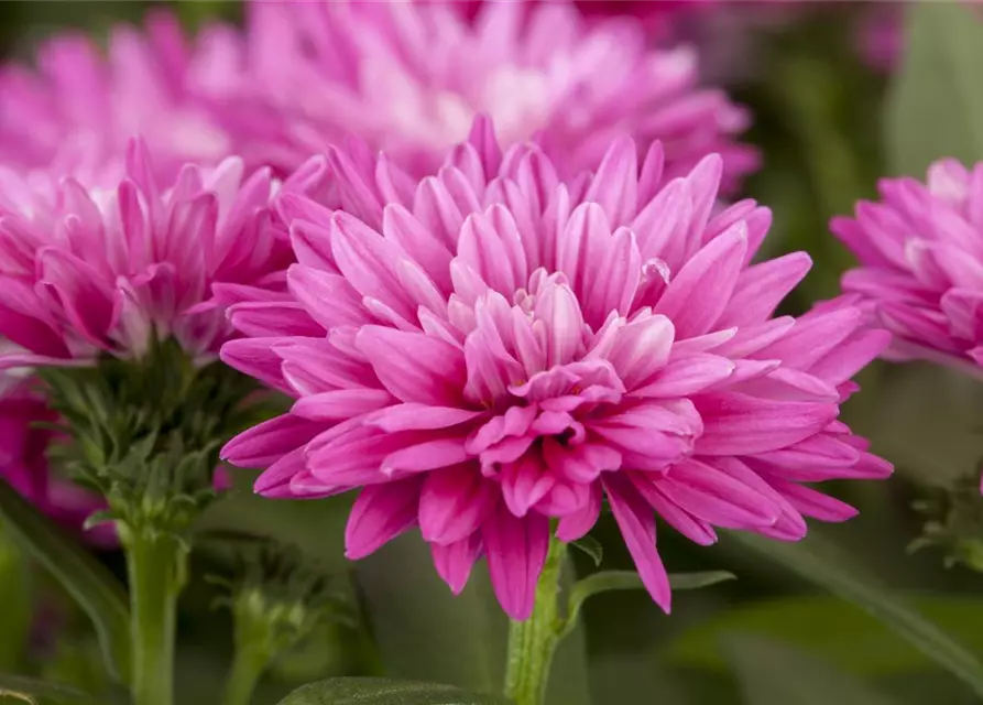 Aster novi-belgii