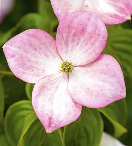 Cornus kousa 'Satomi'®