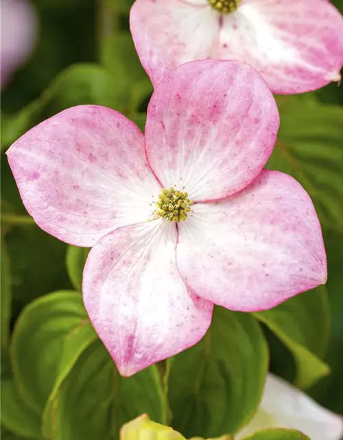 Cornus kousa 'Satomi'®