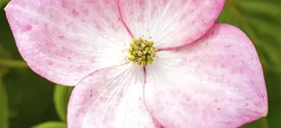 Cornus kousa 'Satomi'®