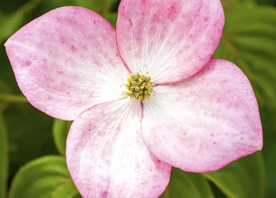 Cornus kousa 'Satomi'®