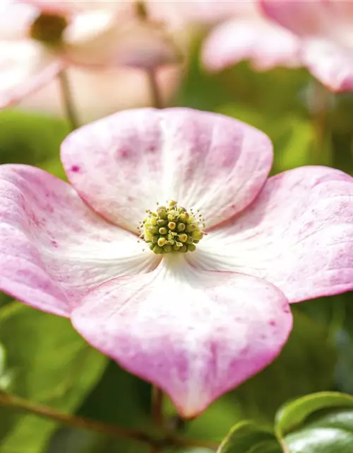 Cornus kousa 'Satomi'®