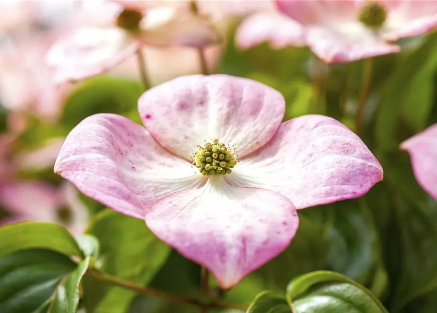 Cornus kousa 'Satomi'®