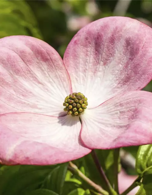 Cornus kousa 'Satomi'®