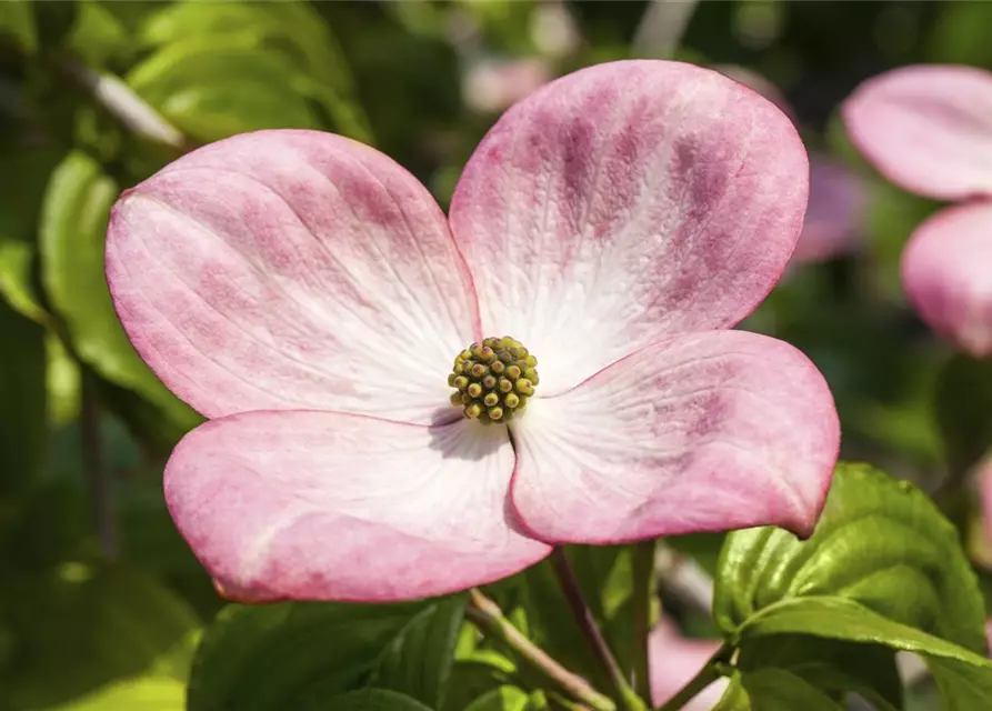 Cornus kousa 'Satomi'®