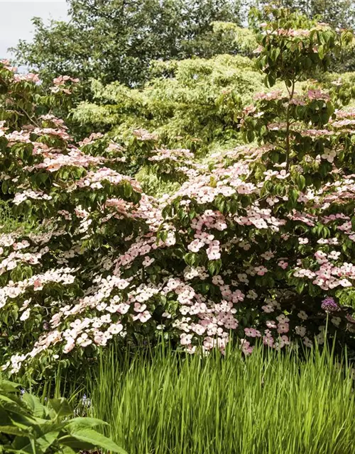 Cornus kousa 'Satomi'®