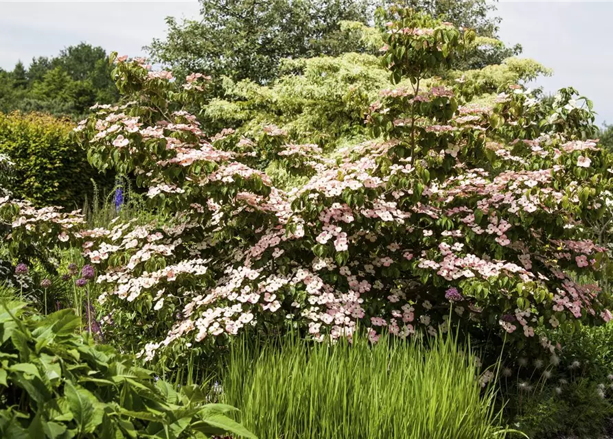 Cornus kousa 'Satomi'®