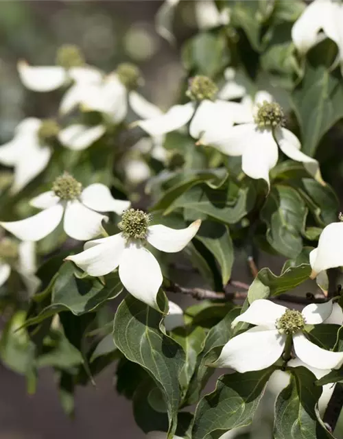 Cornus kousa 'Satomi'®