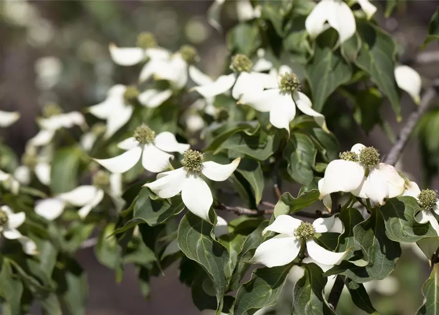 Cornus kousa 'Satomi'®