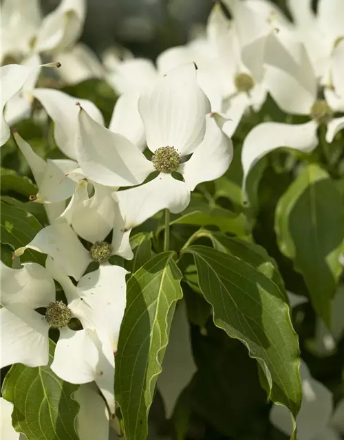 Cornus kousa 'Satomi'®