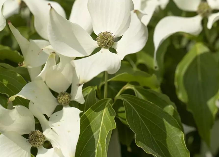 Cornus kousa 'Satomi'®