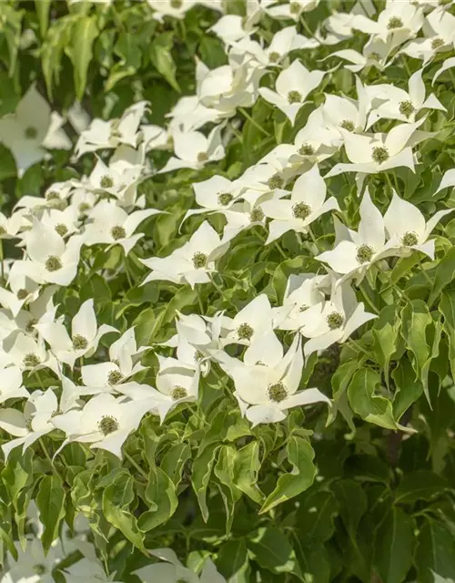 Cornus kousa 'Satomi'®