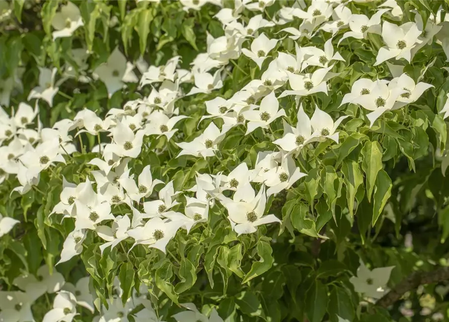 Cornus kousa 'Satomi'®