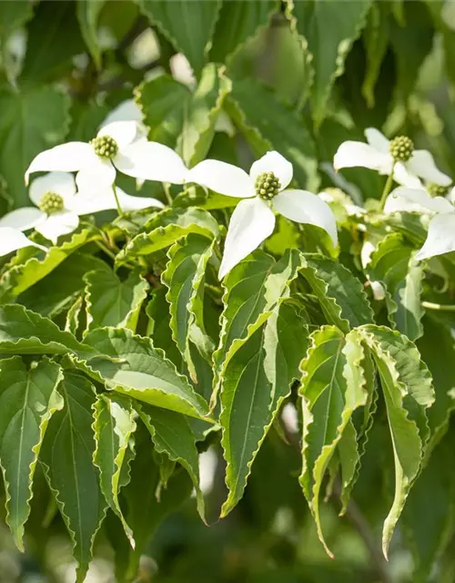 Cornus kousa 'Satomi'®