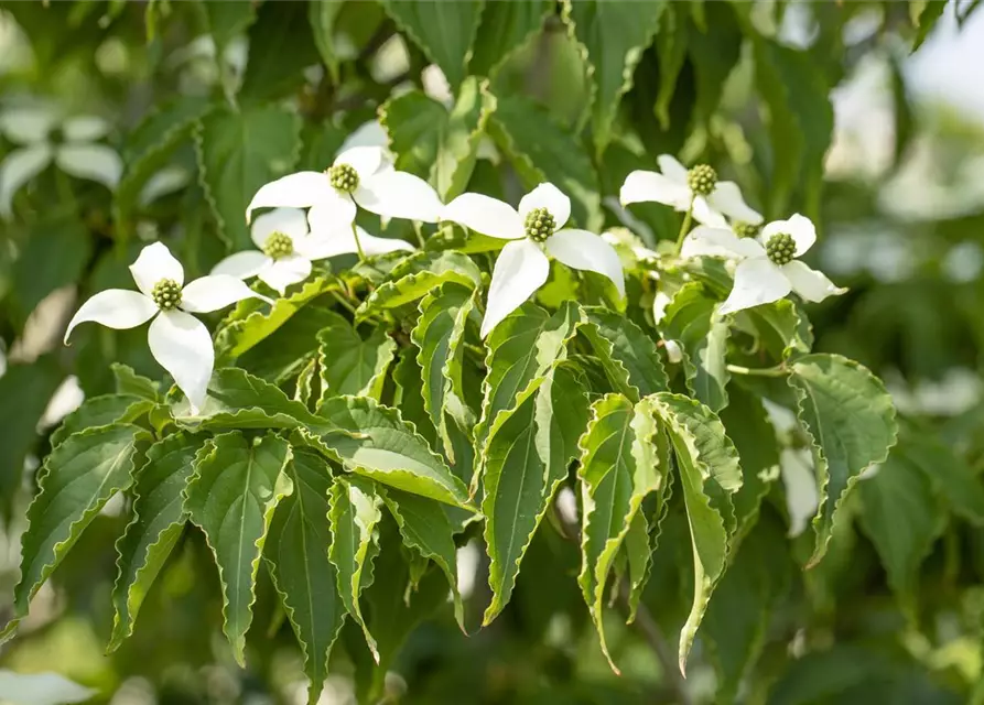 Cornus kousa 'Satomi'®