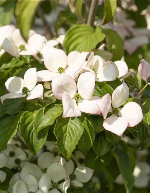 Cornus kousa 'Satomi'®