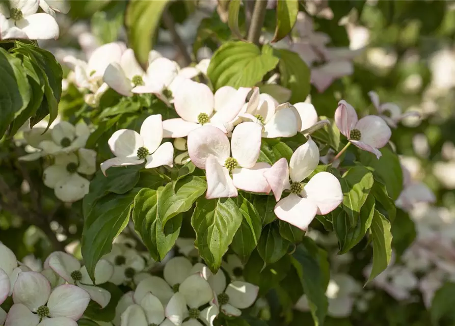 Cornus kousa 'Satomi'®