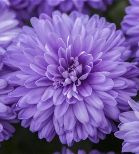 Aster novi-belgii, blau